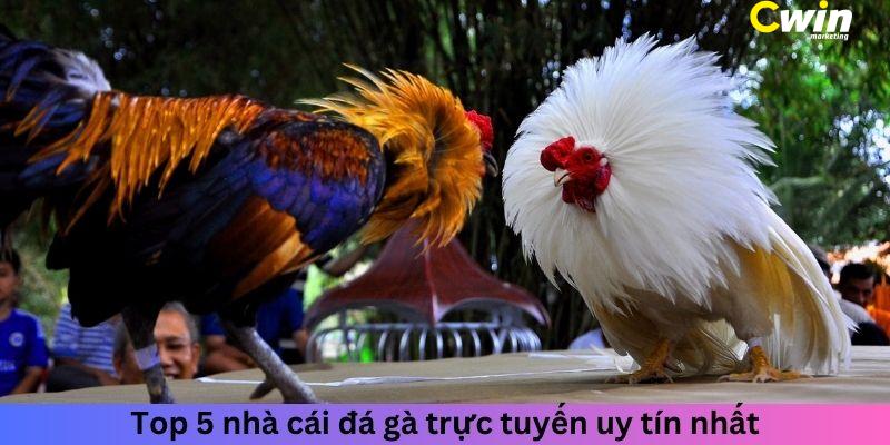 Top 5 Nhà Cái Đá Gà - Tìm Hiểu Nơi Có Tỷ Lệ Thắng Cao Nhất 2 Top 5 nhà cái đá gà online uy tín bậc nhất